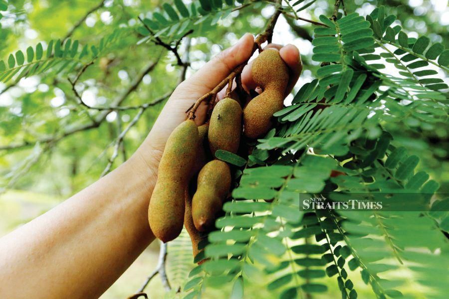 Finding out what fresh tamarind looks like.
