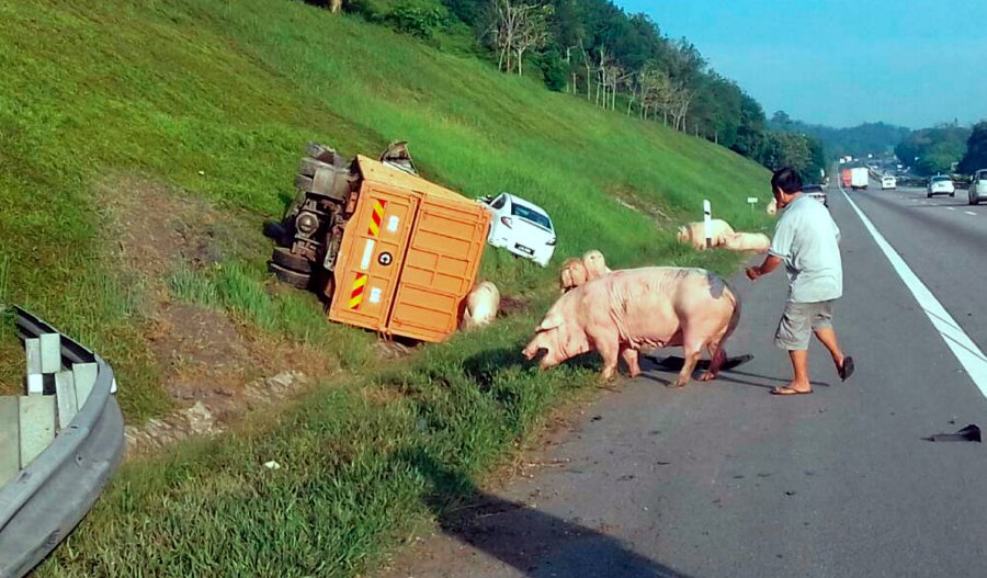 Motorists along the North-South Expressway (NSE) were shocked to see pigs running along the highway on Monday morning following an accident involving a lorry transporting the livestock. Pix by Mohd Hilmie Hussin