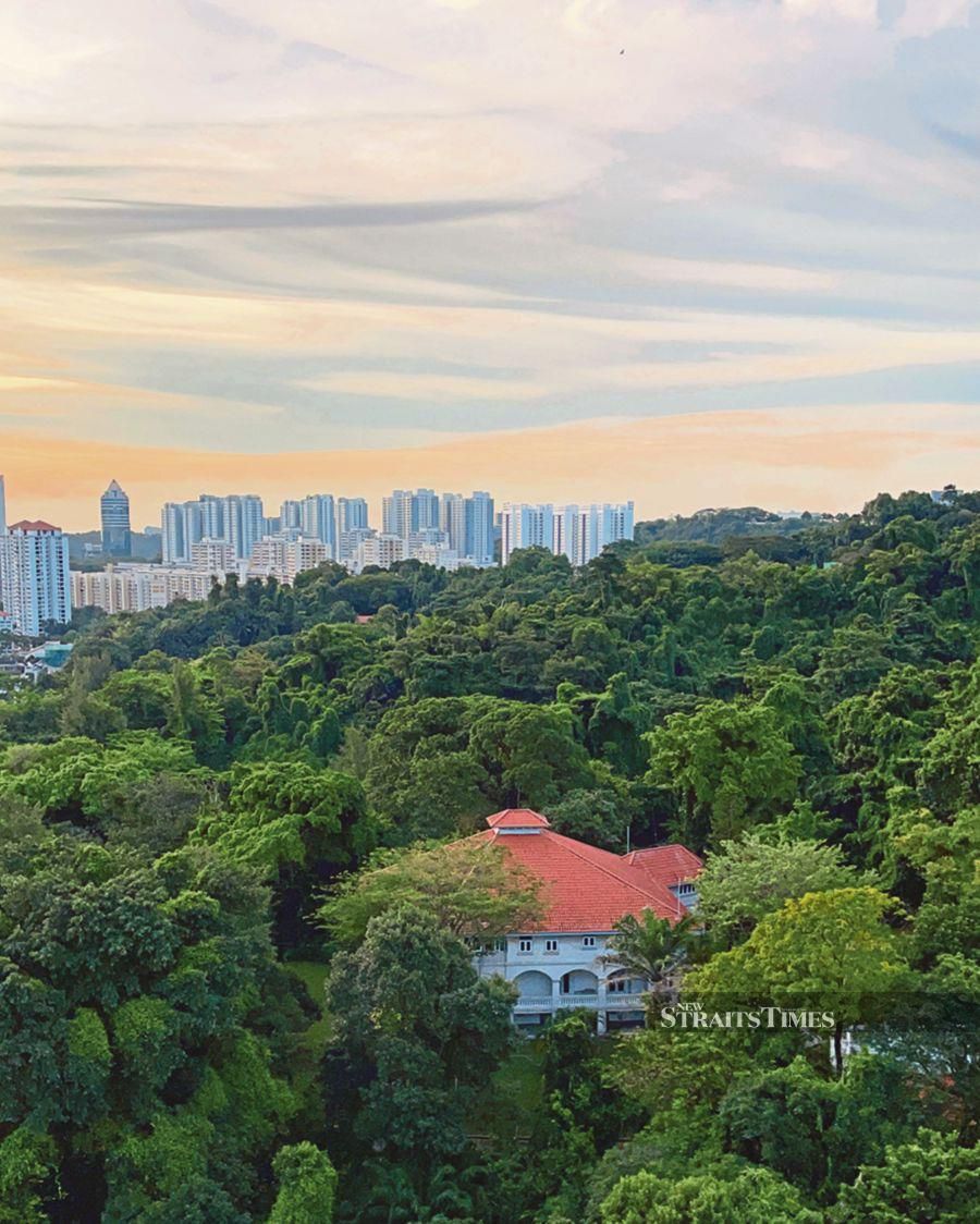 A view of the lush greenery from the peak of Mount Faber.
