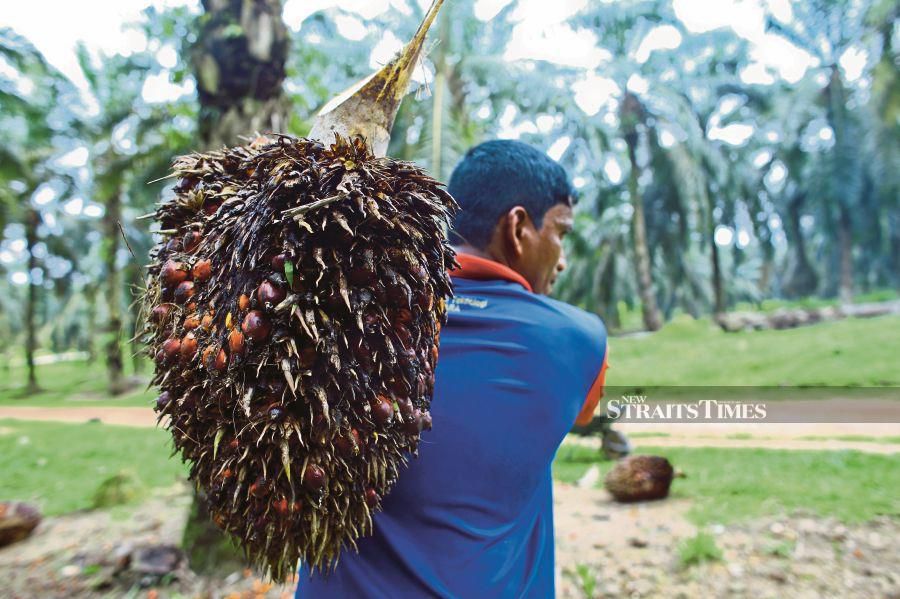 8 things to know about palm oil