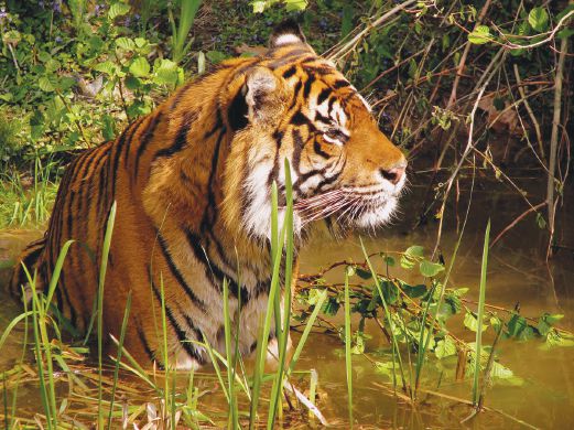Gazette rainforest as sanctuary for wild animals