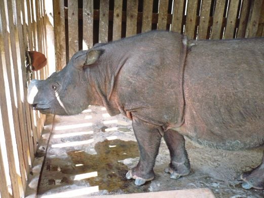 Saving the Sumatran rhinos | New Straits Times | Malaysia General