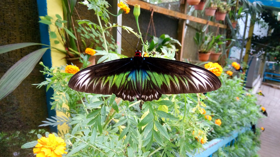 Rajah Brooke butterfly. Pix by Laveda Charles
