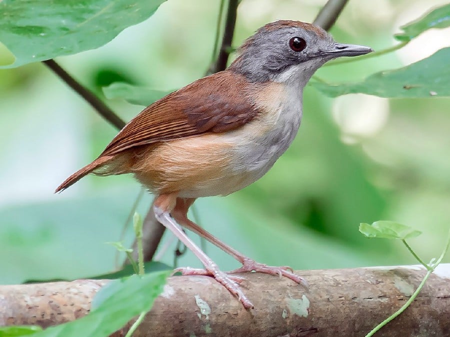 Teluk Bahang Forest Reserve is known for its pristine forests and rich array of birdlife, including the Moustached and Short-tailed Babbler (pic). - File pic credit (eBird)