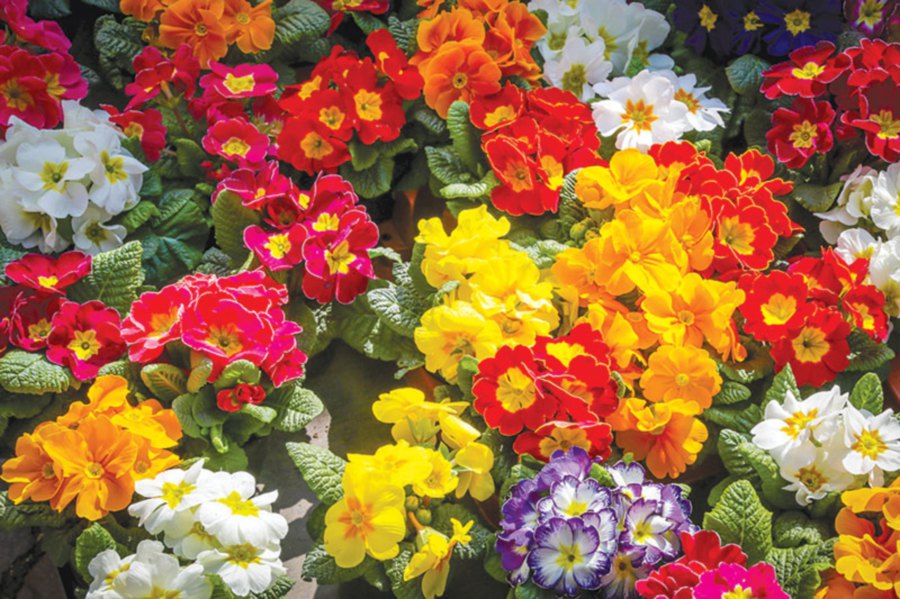 FLORAL VARIETY - You can mix and match a variety of flowering plants to create a rainbow of colours. Be sure to pull out the weeds regularly and ensure that they are pesticide-free.