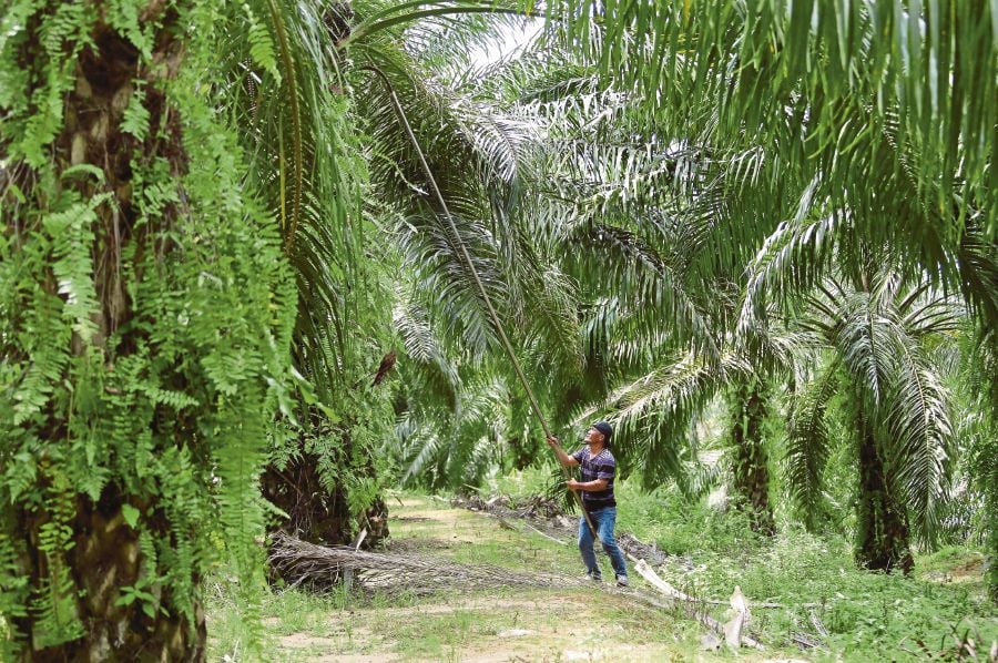 Felda settlers will benefit from future diversification projects | New ...