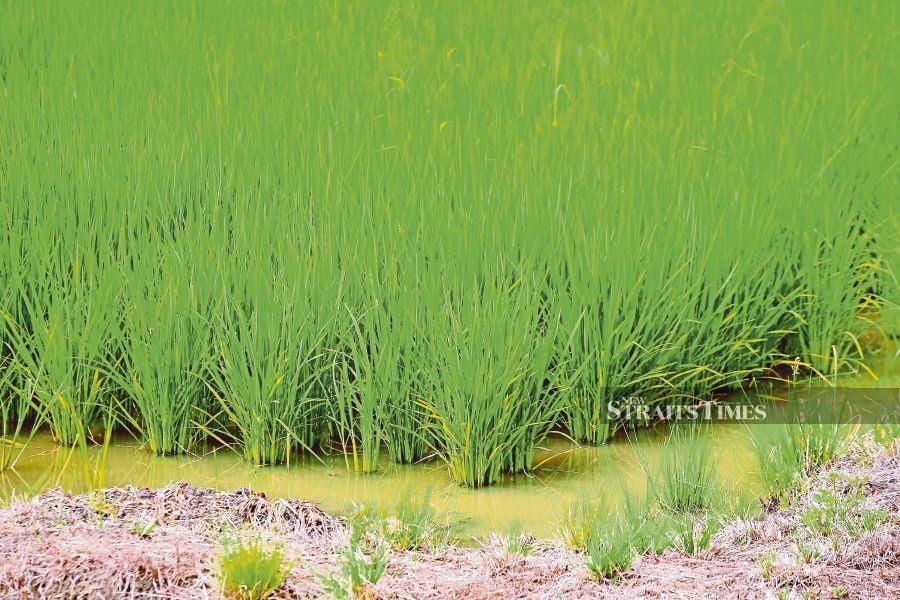 Sabah's rice self-sufficiency level (SSL) is expected to increase to 60 per cent by 2030. - NSTP file pic