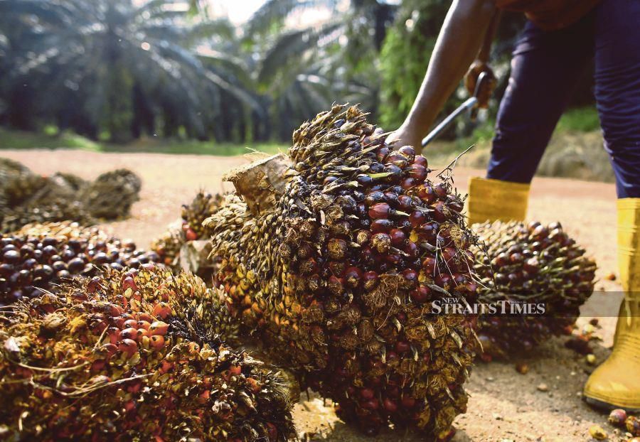 Oil palm plantation in Kuala Koh complies with chemical ...