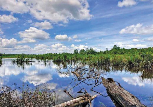 Public Wetlands Near Me Wealth In Wetlands