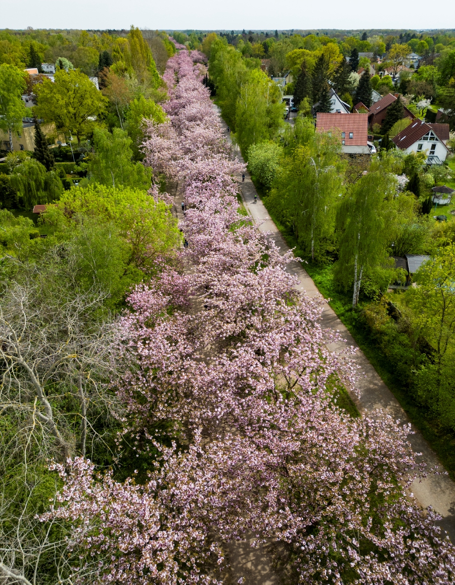 Overview of flowering cherry trees at the so-called Cherry blossom alley, in Teltow, just outside Berlin. Cherry blossom alley, a 1,5 km long stretch of the former Berlin wall (1961-1989) planted with over 1.000 cherry trees. -AFP/John MACDOUGALL