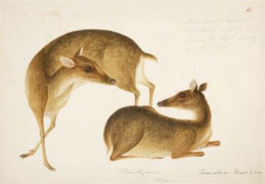 Sumatran mousedeer drawn by Chinese artist in Bengkulu around 1784 and 1808.