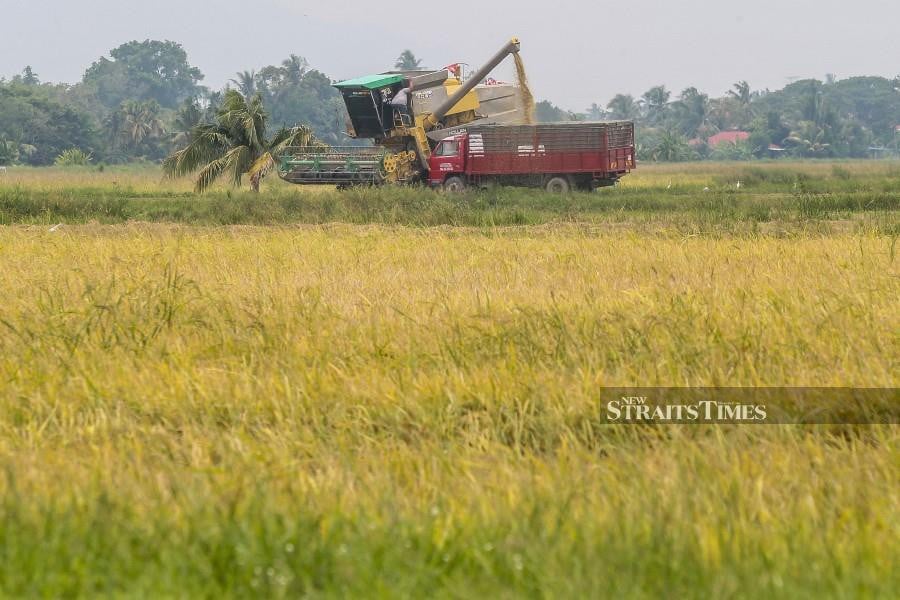 RM3 Billion Allocation Will Improve Paddy Production And Eradicate ...