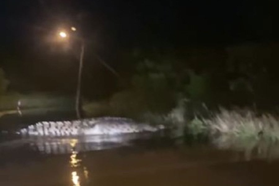 Pahang Terrifying Moment As Huge Crocodile Spotted On Flooded Road In Kuantan New Straits 6312