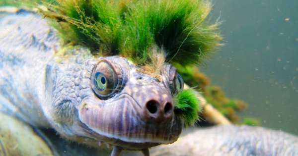 Australia's "punk turtle" risks being last of the Mohicans