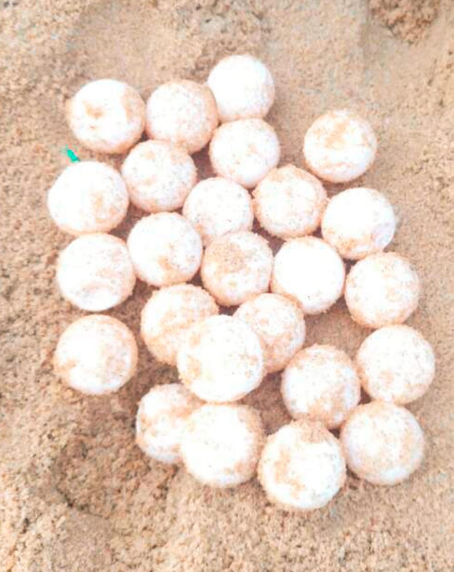 (File pix) A 50-year-old woman was arrested in a joint operation comprised personnel from his department, marine police and Municipal Council enforcement unit. She had with her two bags containing 27 turtle eggs.