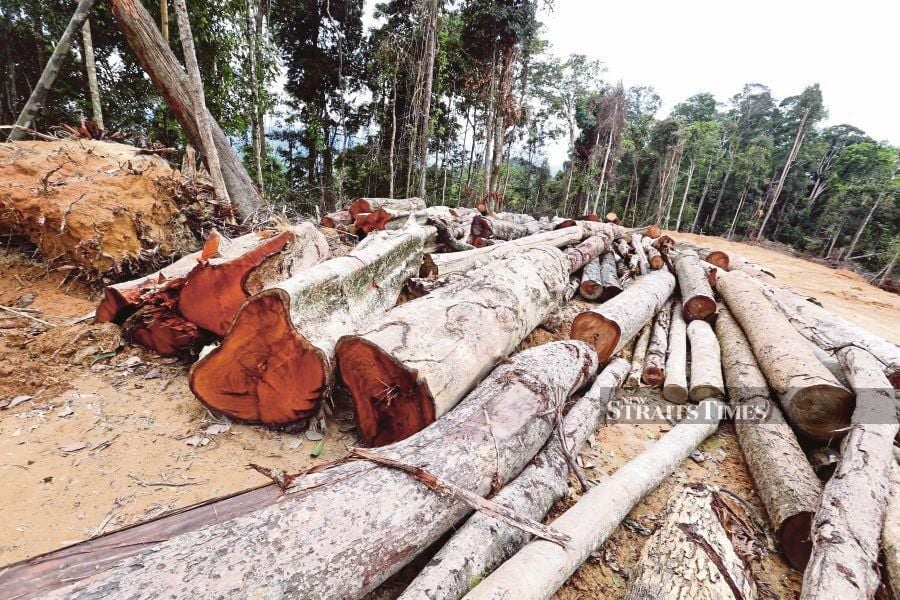 Opposition leader Datuk Seri Anwar Ibrahim (PH-Port Dickson) has called for a moratorium on logging activities, following its impact on the environment. - NSTP/ZUNNUR AL SHAFIQ