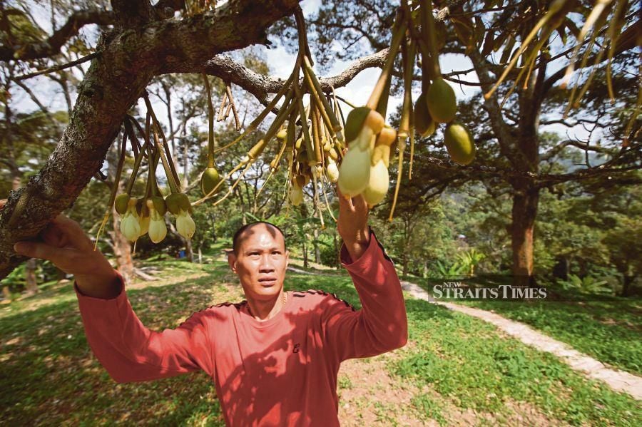  Ng Wei Dave at his family’s durian orchard in Sungai Ara, Bayan Lepas in Penang on Tuesday. He says the durian season may stretch right up to October this year. PIC BY MIKAIL ONG
