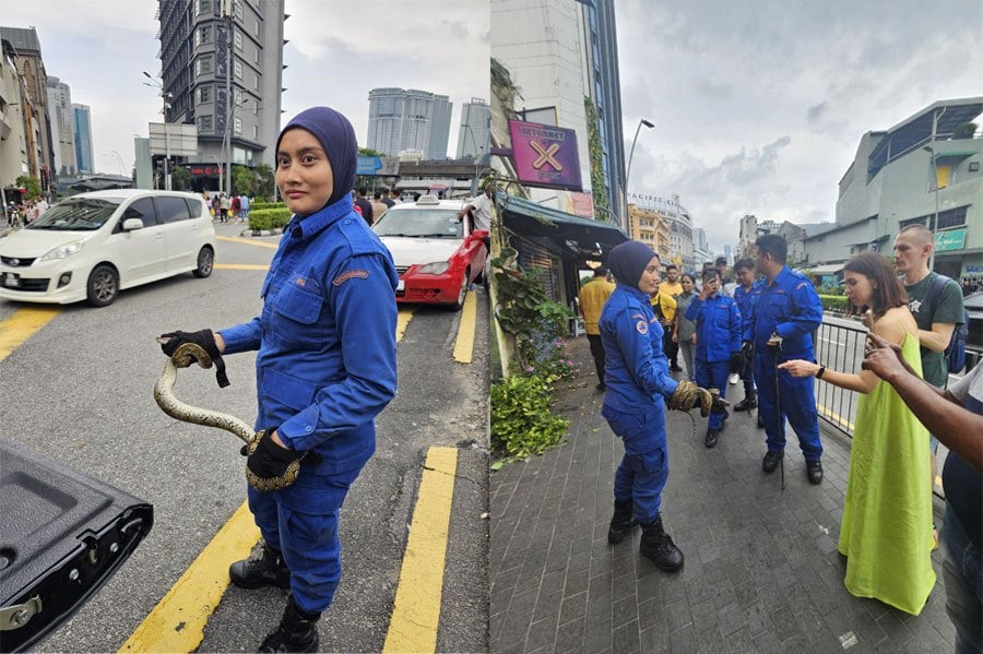 Civil Defence Force (APM) lance corporal Nurul Ain Jalal said they received a call about the snake at 3.36pm on Sunday. PIC COURTESY OF APM