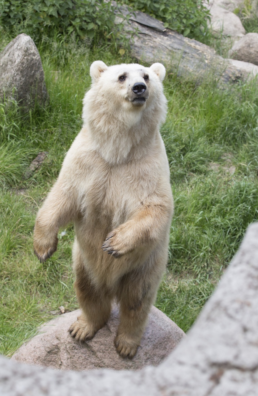 How To Say Bear In German