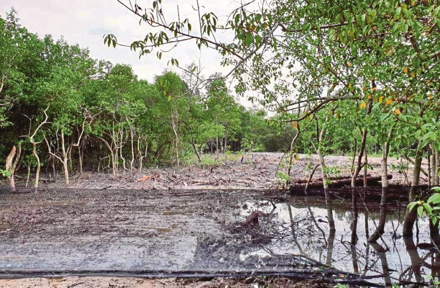 Mangrove ecosystem's importance not understood