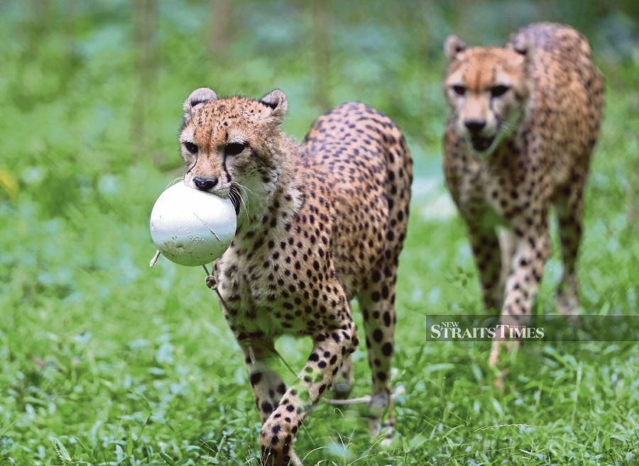 Cheetahs playing at Zoo Negara recently. -NSTP/EFFENDY RASHID