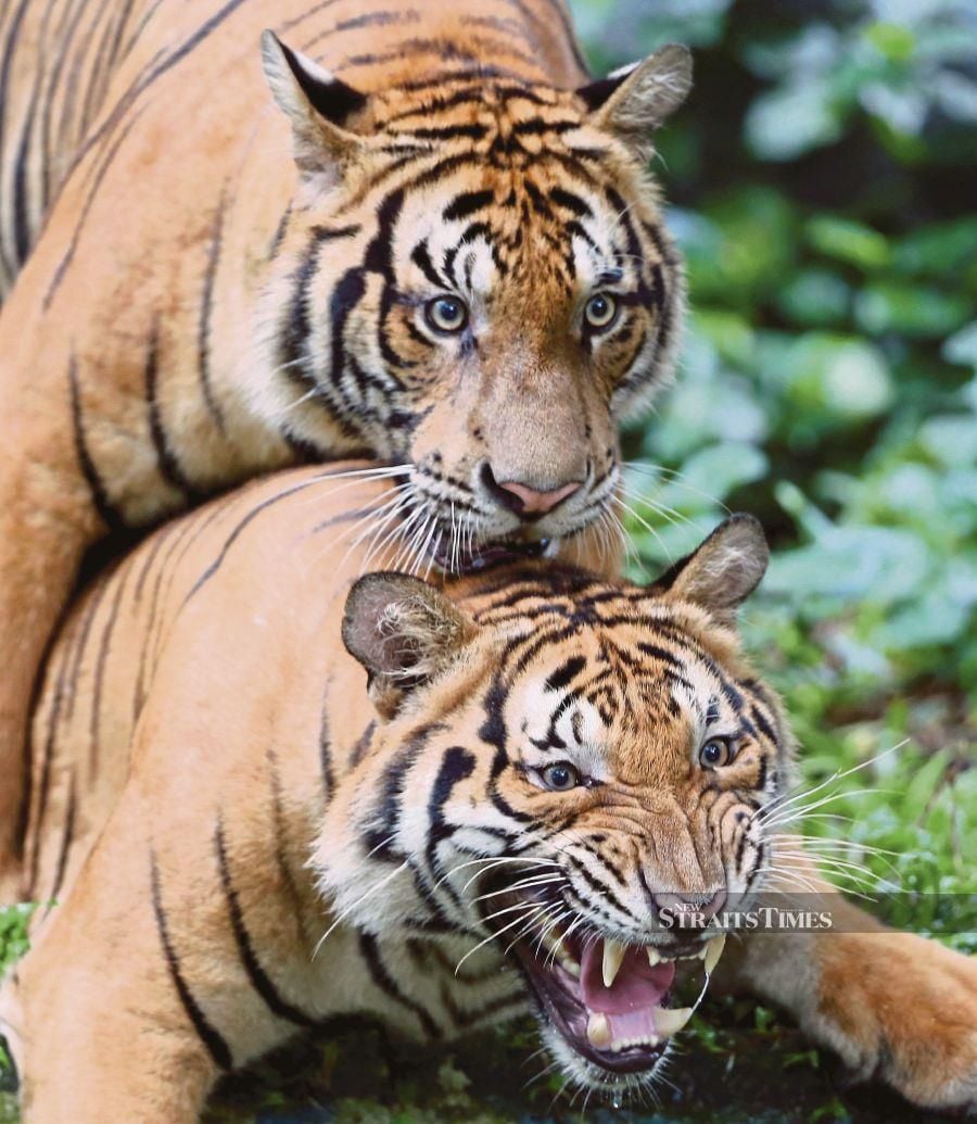 Malayan tiger cubs Wira (top) and Hebat, who are now 1½ years old, playing with each other at Zoo Negara recently. - NSTP/EFFENDY RASHID