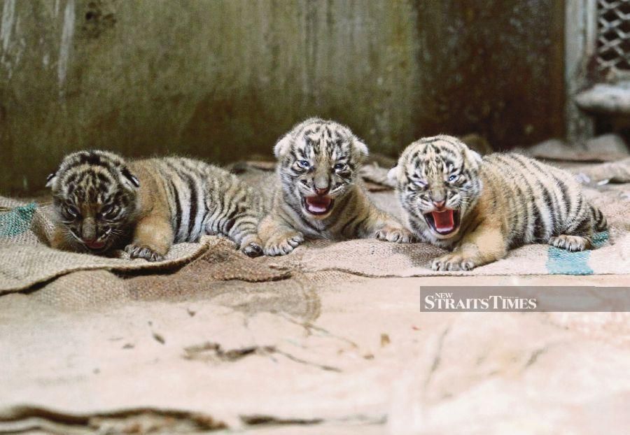 The three Malayan tiger cubs that were born at Zoo Negara last year. -NSTP/File pic
