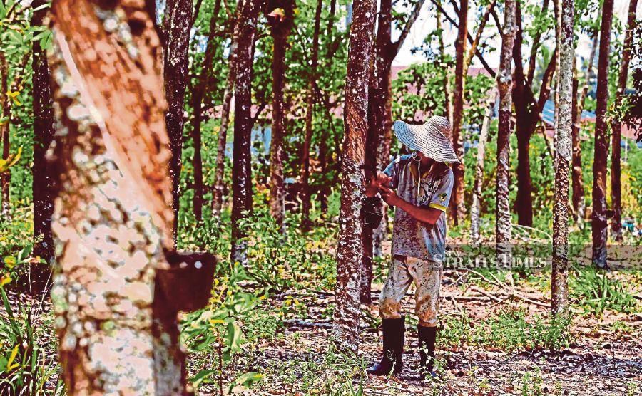  A rubber tapper working in his smallholding in Pahang in 2019. Most of the country’s rubber is supplied by smallholders. FILE PIC