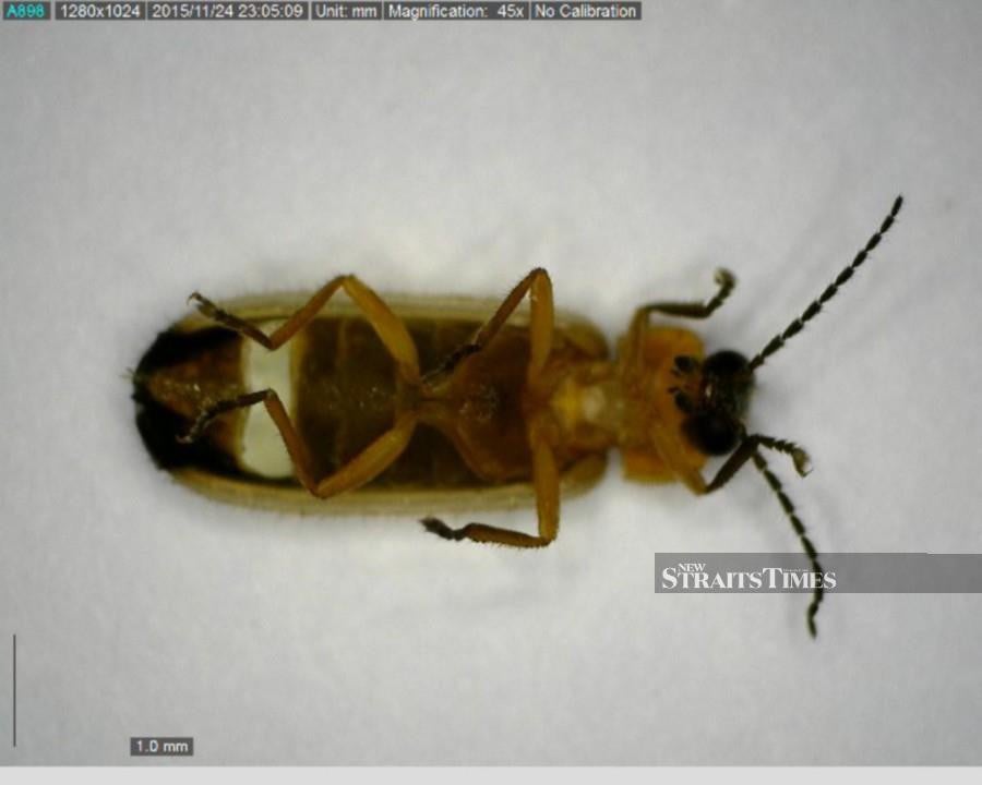  Female firefly from the species Pteroptyx tener. Photo by Norela Sulaiman of UKM.
