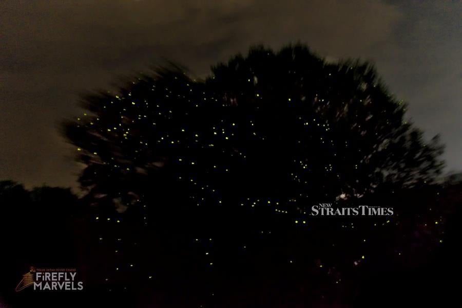  Fireflies (Pteroptyx Malaccae) lighting up trees along Perak river in Teluk Intan. Photo courtesy of SK Yeong of Firefly Marvels.