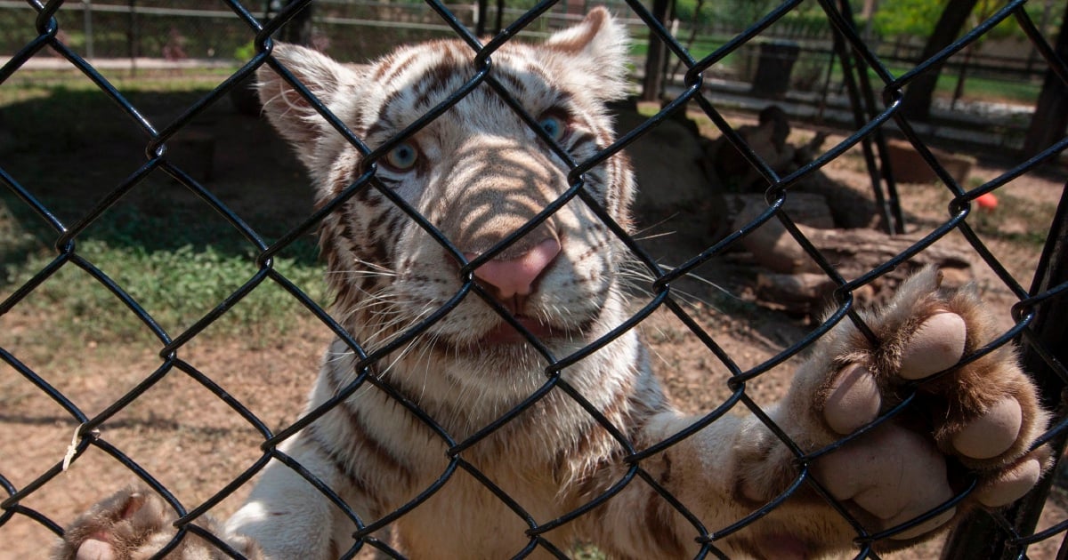 Mexico zoo names tiger cub for French star Gignac