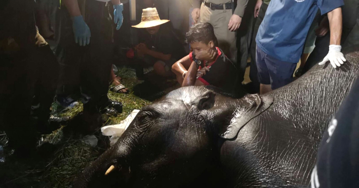 Young elephant electrocuted after crashing into signboard in Thailand ...