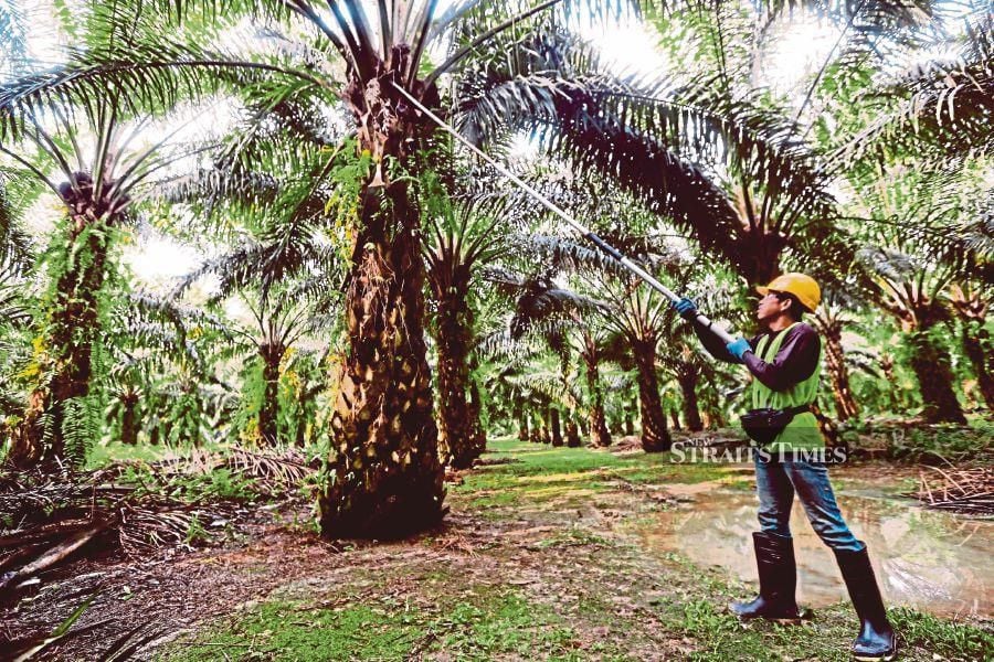 The government will take advantage of the political tensions in Europe and shortage of global edible oils to promote Malaysian palm oil. - NSTP/ABDULLAH YUSOF