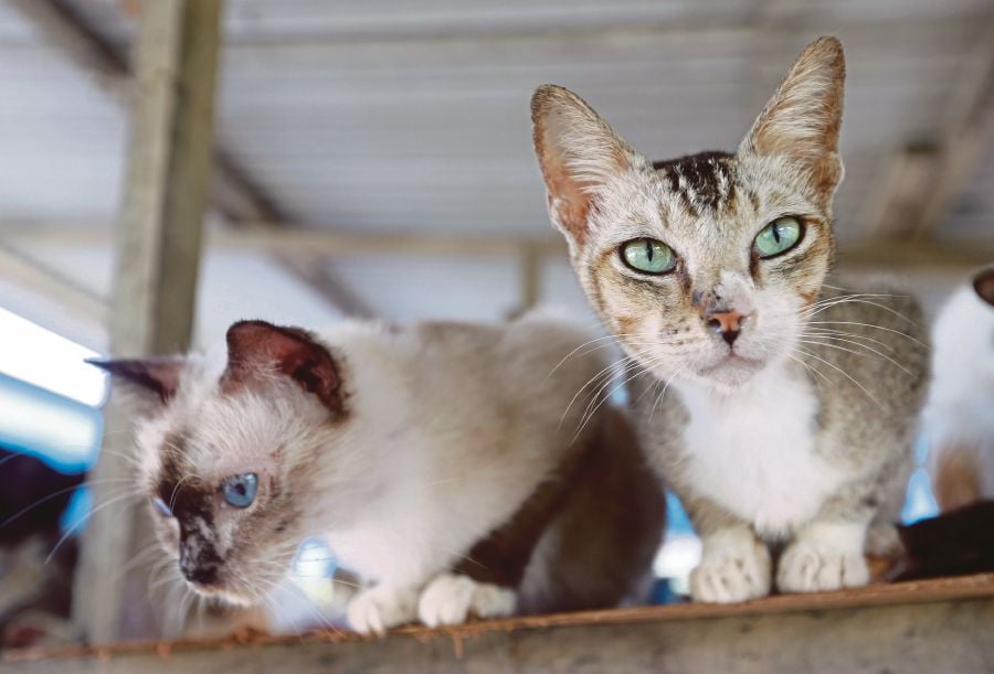 alabama-women-convicted-for-feeding-trapping-stray-cats-new-straits