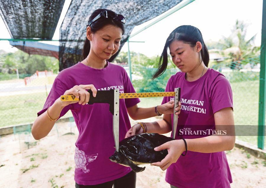 Turtle Conservation Society and project co-founder and leader Dr Chen Pelf Nyok (left) measuring a river terrapin in Kampung Pasir Gajah in Terengganu. FILE PIC