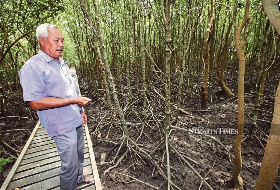 (Above) Penang Inshore Fishermen Welfare Association (Pifwa) president Ilias Shafie showing some mangrove trees planted by the association in Sungai Acheh recently. (Below) Pifwa worker Abdul Khalil Baharun planting a mangrove sapling.