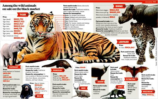 Endangered Wildlife Species On The Plate New Straits Times
