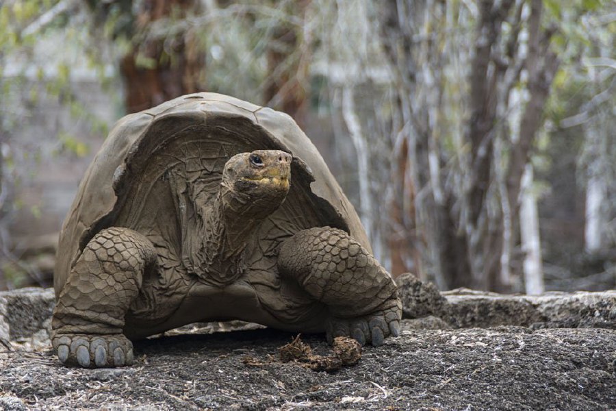 'Extinct' Giant Tortoise To Be Bred In Captivity | New Straits Times ...