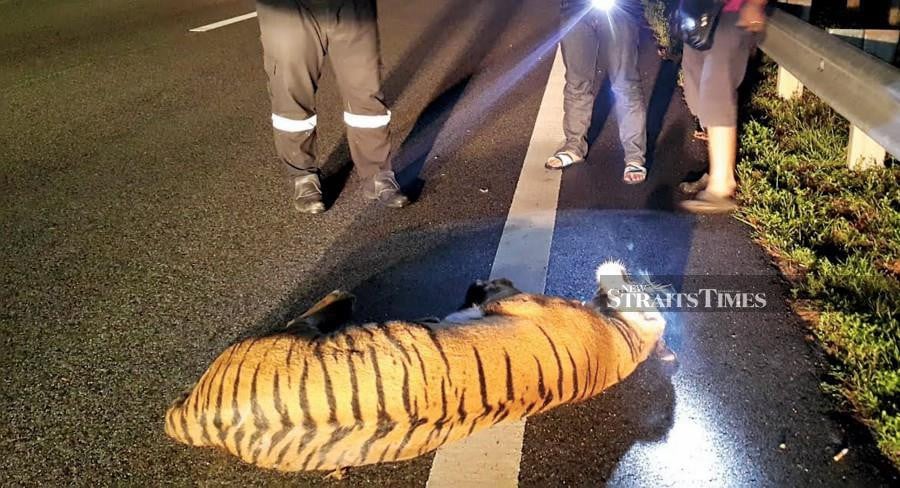 A file pic showing a Malayan tiger hit by a vehicle at KM 321.2 of the East Coast Expressway Phase 2 (LPT2). - NSTP file pic
