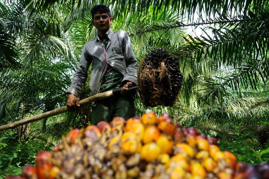 A farmer harvests oil palm fruit at a plantation - AFP