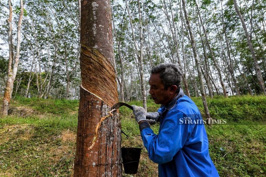 Malaysia's rubber industry, a cornerstone of sustainable agriculture, faces challenges that demand immediate government intervention, say economic analysts and industry leaders. -fotoBERNAMA (2023) 
