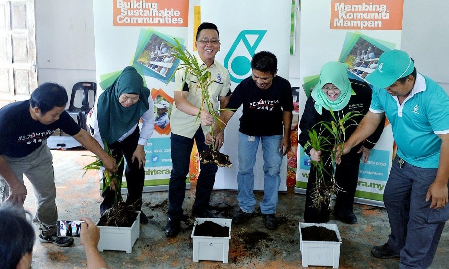 Thanks to Petronas’ Planting Tomorrow programme, villagers of Kampung Katud, Kg Pulutan and Kampung Patiu are now seeing the first harvest of ginger. (Photo courtesy of Petronas)
