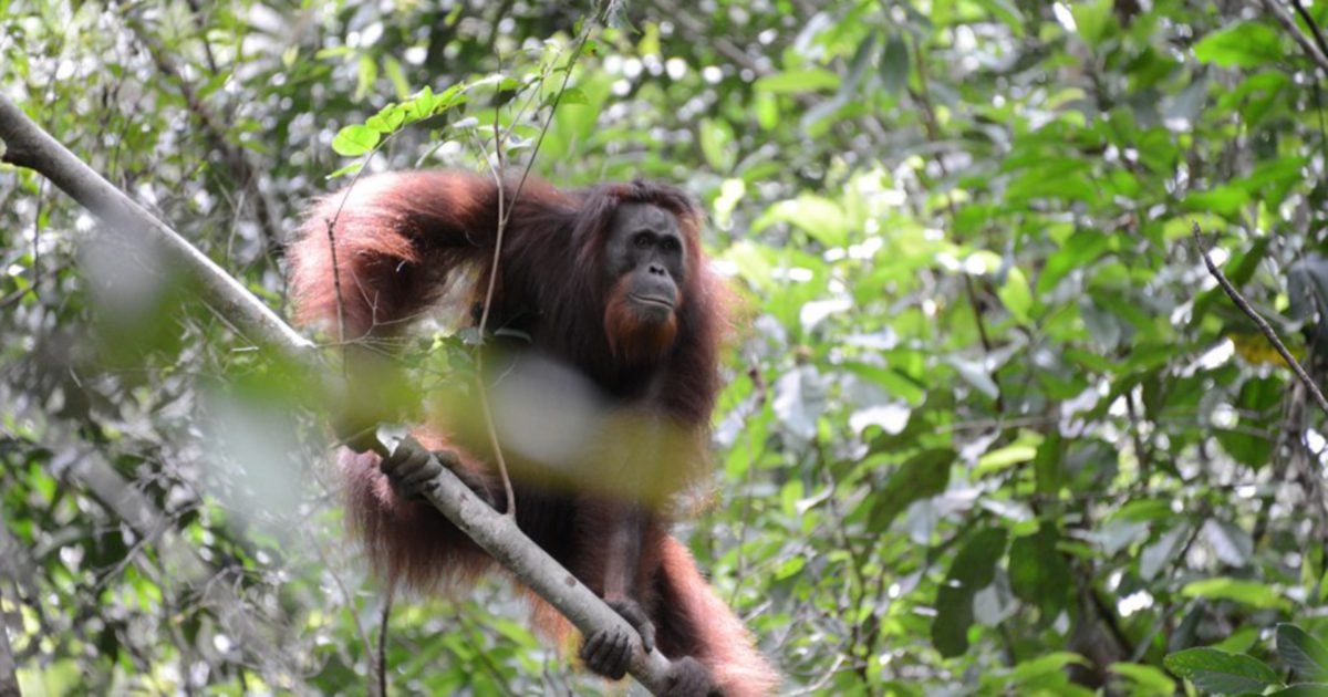 Orangutan found stabbed to death in Indonesia | New Straits Times