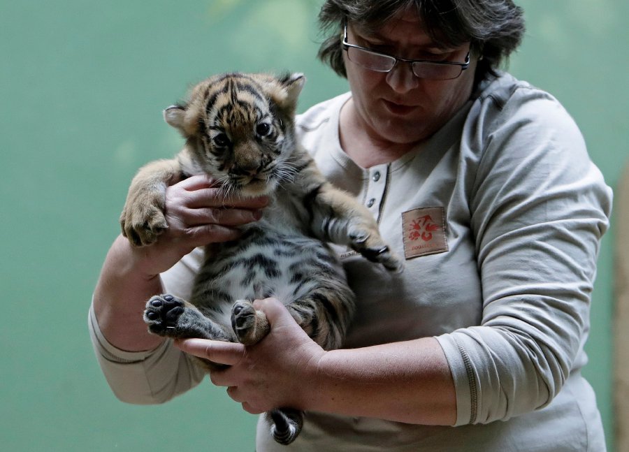 Rare Malayan Tiger Cubs Born At Prague Zoo. Pics Will Melt Your Heart
