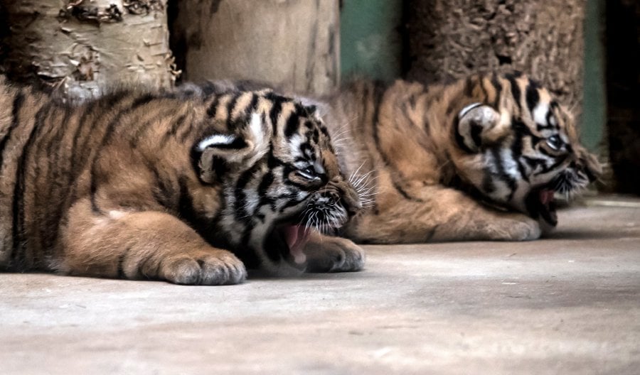 Rare Malayan Tiger Cubs Born At Prague Zoo. Pics Will Melt Your Heart