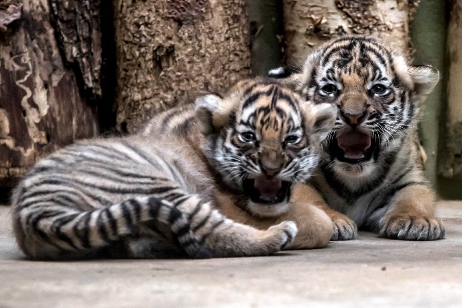 Rare Malayan Tiger Cubs Born At Prague Zoo. Pics Will Melt Your Heart