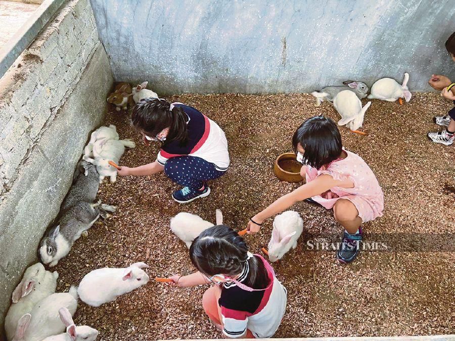 Visitors can feed rabbits at Rabbit Fun Land, Lenggeng in Negri Sembilan. 