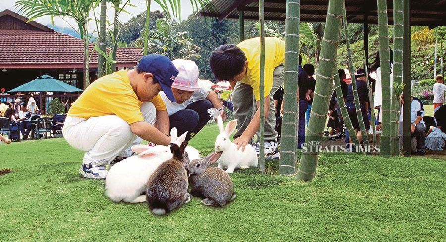 Tame and fluffy, there are more than 200 rabbits at Rabbit Park in Bukit Tinggi. 