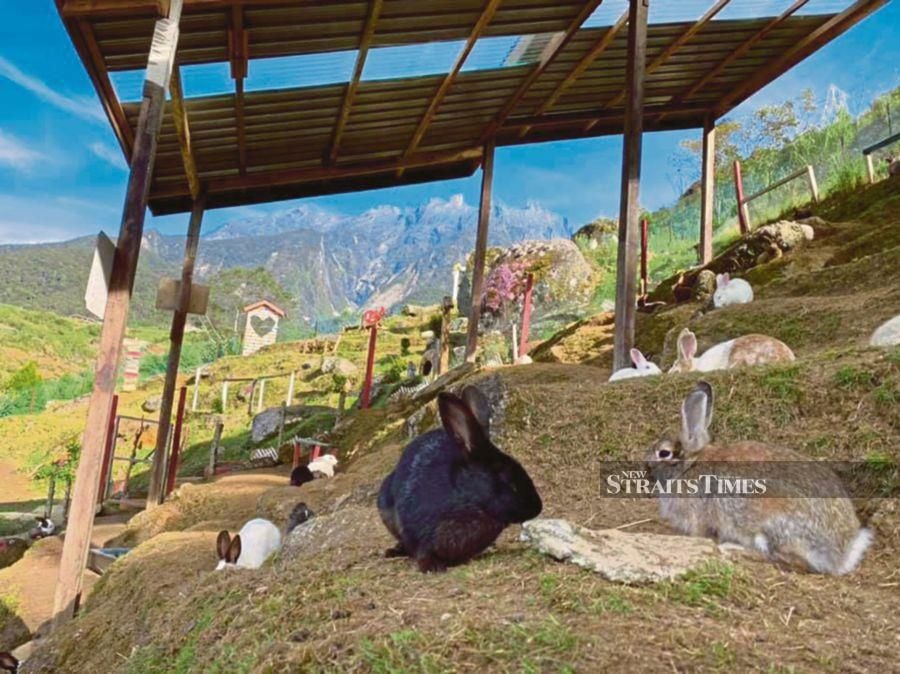 Beautiful scenic views are part of the attraction at D’Mesilau Rabbit Garden in Kundasang, Sabah. 