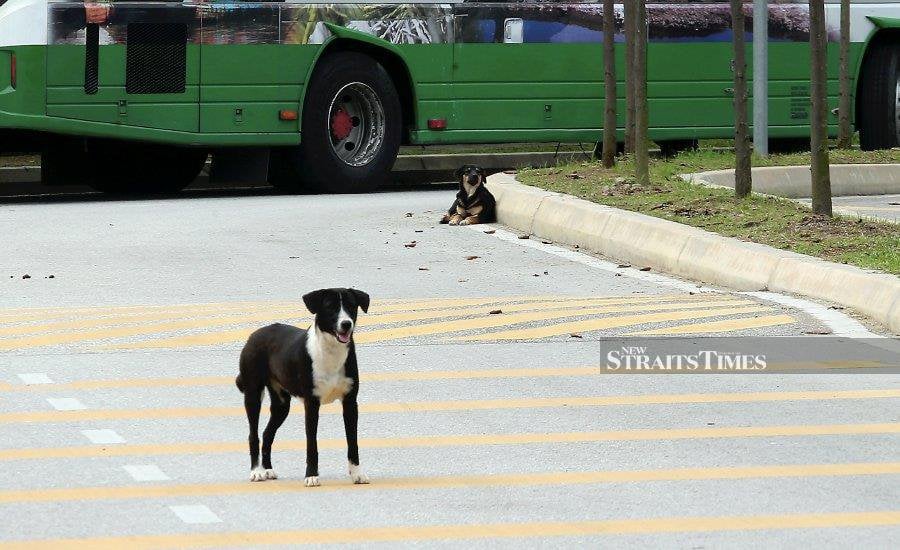 The Sarawak Veterinary Services Department (DVS) and the Sarawak Security and Enforcement Unit had intensified their statewide anti-rabies vaccination programme. - NSTP file pic